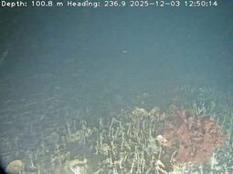 Expedición submarina al Golfo Nuevo de Península Valdés. Expedición submarina al Golfo Nuevo de Península Valdés.