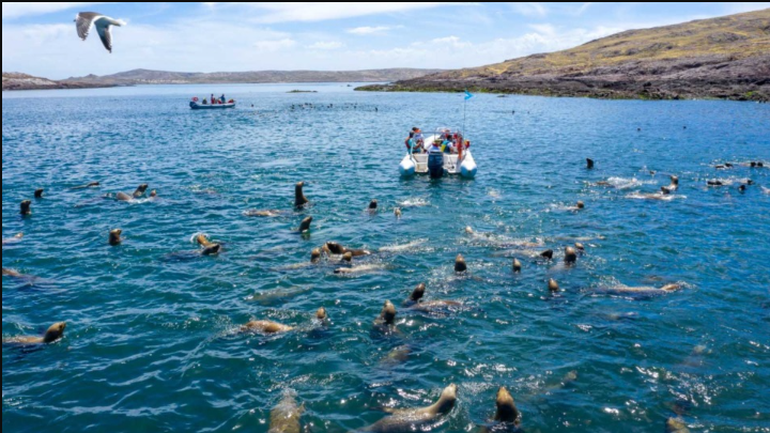 El contacto con la fauna marina, uno de los atractivos de Camarones. El contacto con la fauna marina, uno de los atractivos de Camarones.