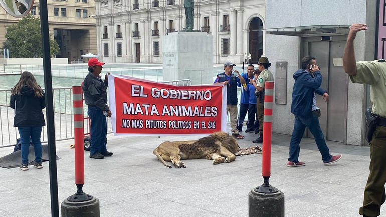 Dejan un león muerto frente a la Casa de Gobierno de Chile