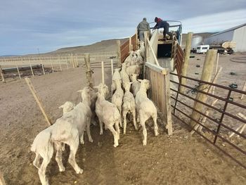 entusiasmo por el engorde de ovinos en jacobacci que crecio un 35%