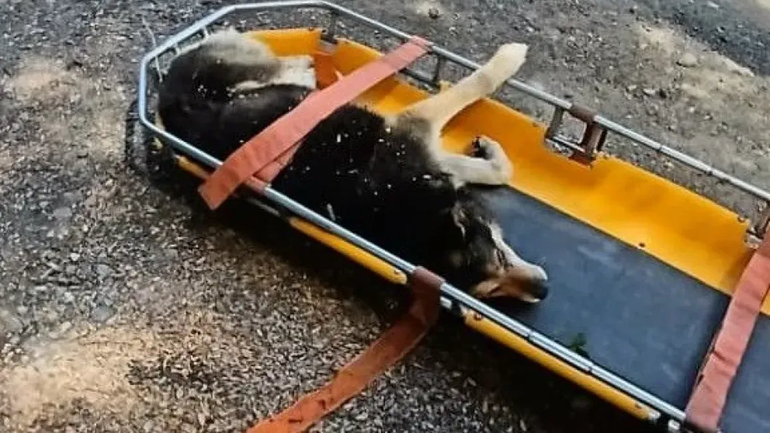 Gentileza: El Cordillerano.  | LM Neuquen Gentileza: El Cordillerano.