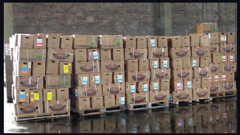 Los plantines ponían en riesgo el sistema fitosanitario de la región.