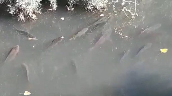 A qué se debe el fenómeno de la carpa en el Río Limay