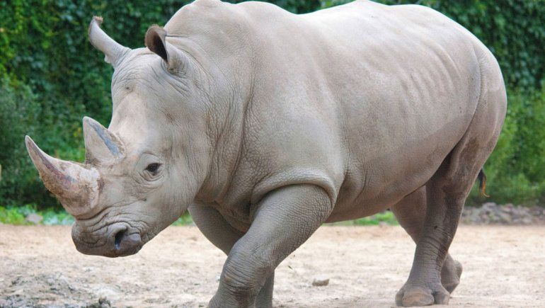 Avance para salvar de la extinción al rinoceronte blanco