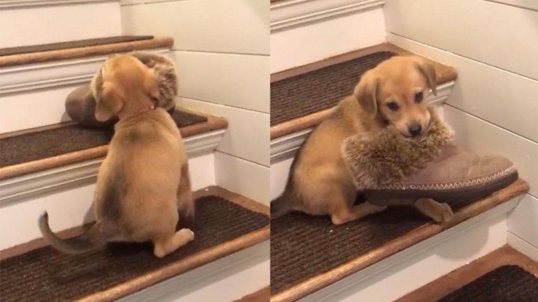 La perrita no deja de sumar reproducciones en YouTube