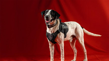 se jubila falopa, el perro viral de la policia de jujuy se jubila falopa, el perro viral de la policia de jujuy