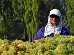 vinos de la patagonia: del mar a los andes, una ruta en expansion vinos de la patagonia: del mar a los andes, una ruta en expansion