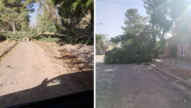 En Añelo hubo árboles caídos. En Añelo hubo árboles caídos.