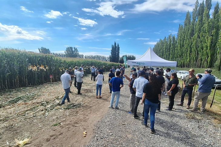 Efecto multiplicador: Mientras la ganadería extensiva emplea a una persona cada 10.000 hectáreas, el maíz bajo riego genera 10 puestos de trabajo directos en apenas 1.500. Efecto multiplicador: Mientras la ganadería extensiva emplea a una persona cada 10.000 hectáreas, el maíz bajo riego genera 10 puestos de trabajo directos en apenas 1.500.