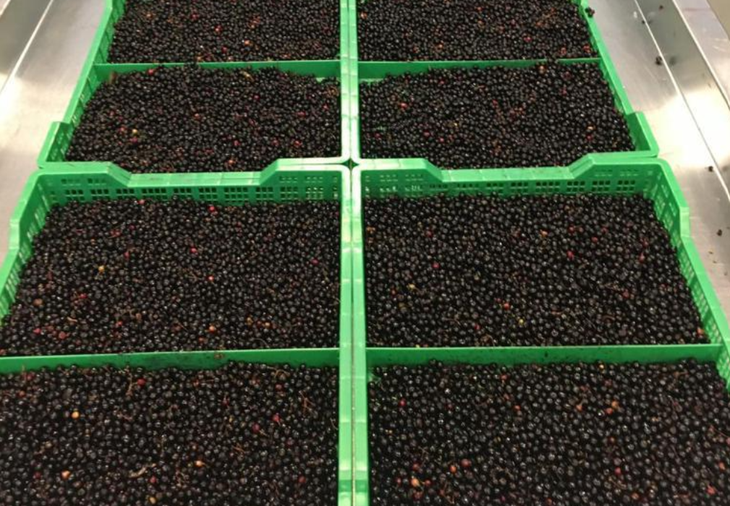 El "fruto del futuro": Gracias a la liofilización, el maqui conserva todas sus propiedades medicinales y nutricionales intactas. El "fruto del futuro": Gracias a la liofilización, el maqui conserva todas sus propiedades medicinales y nutricionales intactas.