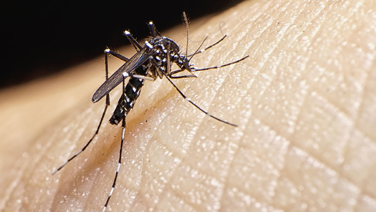 Alerta por la suba de casos de dengue: ya se reportaron 5 muertes