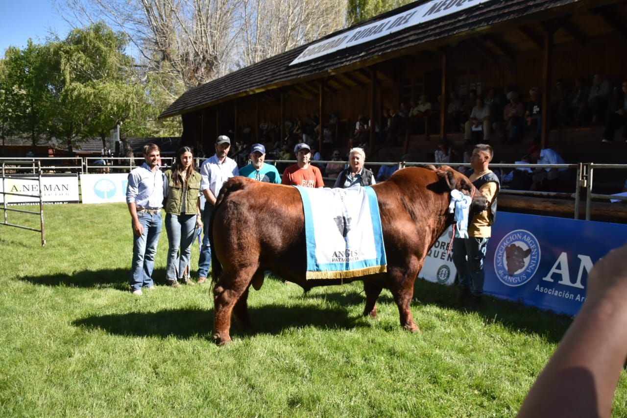 El gran campeón Angus fue vendido en el remate de Junín de los Andes/ Foto Fabricio González.