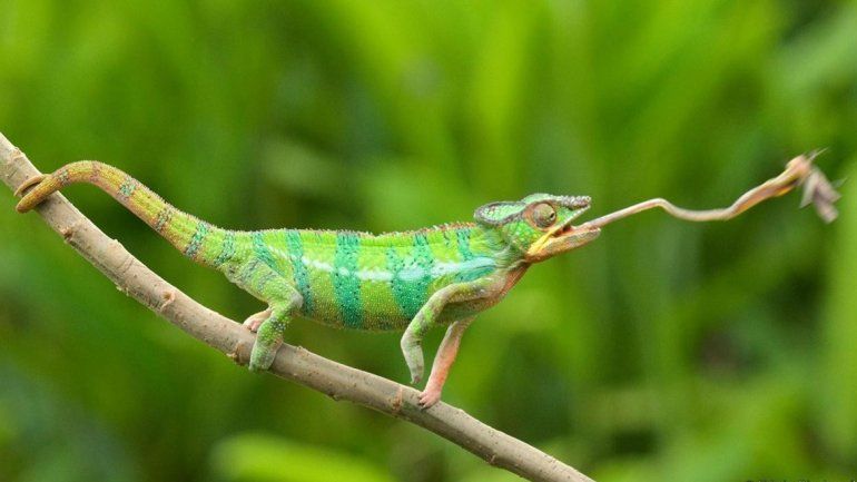 Los camaleones son cazadores oportunistas muy pacientes y perseverantes.
