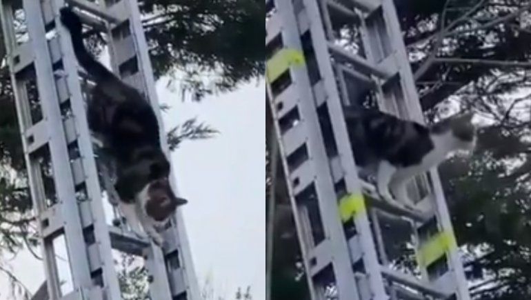 Twitter: gato atrapado en un árbol es viral por su reacción cuando llegaron los bomberos