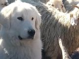 Los perros protectores, ¿la solución natural a la depredación?