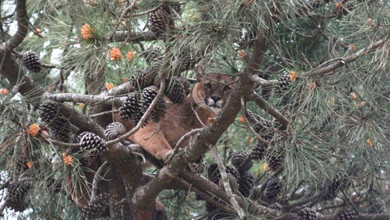 Capturaron a un puma que apareció arriba de un árbol
