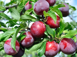 El INTA lanzó el libro bacterosis del ciruelo. Foto: gentileza. El INTA lanzó el libro bacterosis del ciruelo. Foto: gentileza.