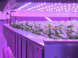 Sin luz solar, sin tierra y bajo techo, ¿cómo es la agricultura subterránea que se ensaya en distintos lugares del mundo?