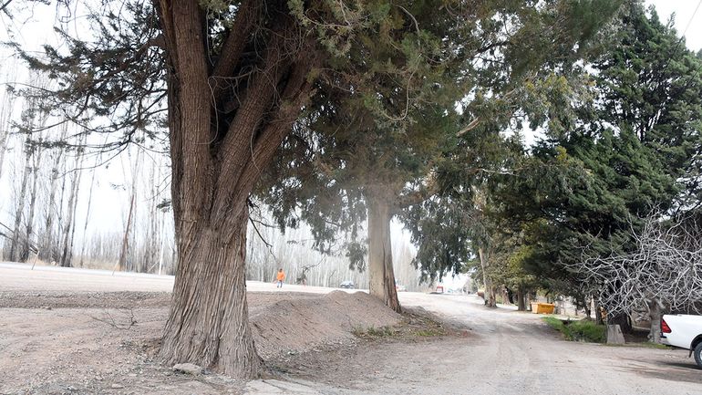 Vialidad Provincial dio marcha atrás con la traza para esquivar el árbol, el galón de empaque y la casa. Ahora asfaltará parte de la propiedad. La familia cuestionó también que se está pagando una segunda obra.