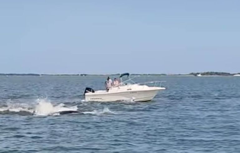 El choque de la ballena contra la embarcación lanzó a un pasajero al agua; la persona resultó ilesa. El choque de la ballena contra la embarcación lanzó a un pasajero al agua; la persona resultó ilesa.