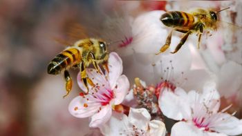 Las abejas son imprescindibles para lograr una adecuada productividad en los montes frutales. Las abejas son imprescindibles para lograr una adecuada productividad en los montes frutales.