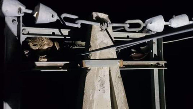 Una lechuza se electrocutó y dejó sin luz a todo Junín