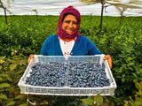 Perú espera una cosecha de arándanos 25% superior a la del año anterior.