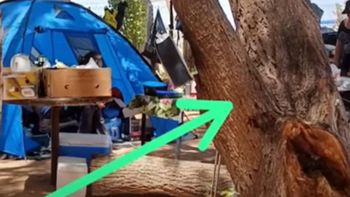 Desgracia con suerte en Mari Menuco: un árbol cayó sobre su carpa y quedaron atrapados