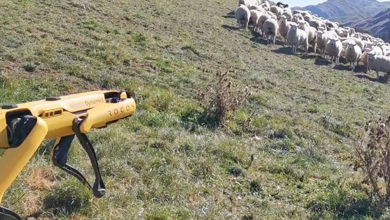 El robot perro acarreando ovejas. El robot perro acarreando ovejas.