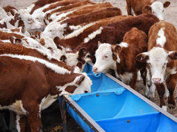 La patologia ocasiona pérdidas muy importantes en la producción ganadera local. Foto: INTA La patologia ocasiona pérdidas muy importantes en la producción ganadera local. Foto: INTA