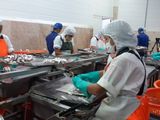 Empresa pesquera cierra sus puertas tras 50 años de historia