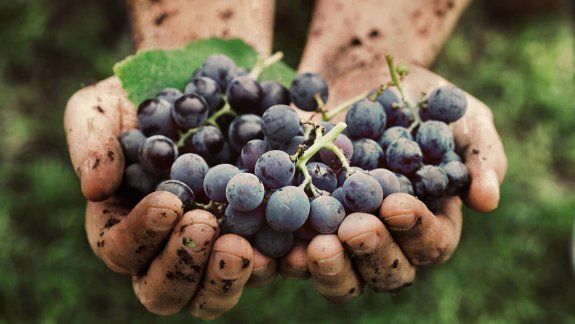 Al rescate de uvas italianas en Argentina