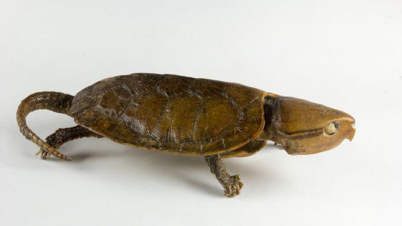 El descubrimiento de una tortuga en China se viraliz&oacute;.