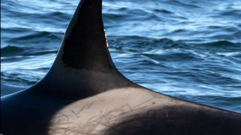 Mica, la orca protagonista del video en Puerto Madryn. Los científicos la identifican por las marcas en la aleta y el lomo. Mica, la orca protagonista del video en Puerto Madryn. Los científicos la identifican por las marcas en la aleta y el lomo.