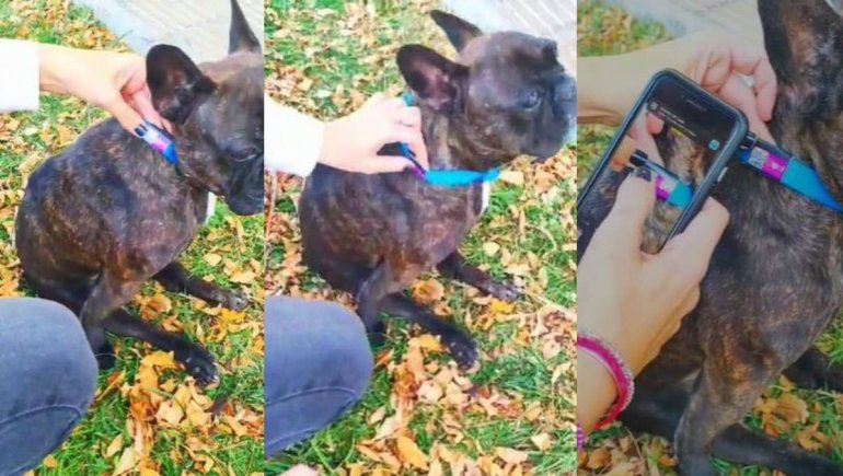 Conocé el novedoso invento que identificará por celular a las mascotas perdidas
