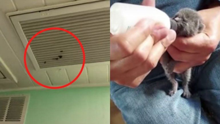 Viral: rescatan gatito atrapado en ducto de aire acondicionado