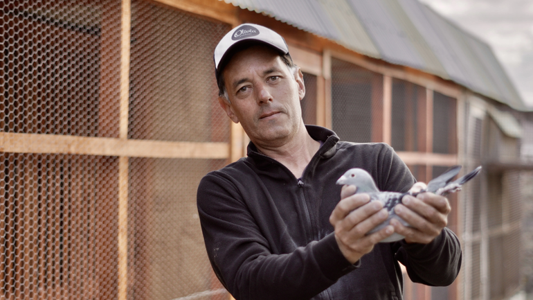 En la época del 5G, dedica su vida a la cría de palomas mensajeras