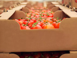 La inscripción de la variedad es condición obligatoria para autorizar su comercialización. La inscripción de la variedad es condición obligatoria para autorizar su comercialización.