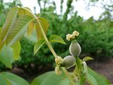frutos secos nogal floracion sdd234.jpg