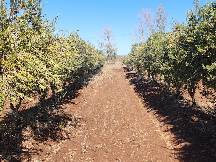 Apuesta local: Olivares del Neuquén prioriza el mercado interno y la comercialización a través de canales digitales y supermercados regionales. Apuesta local: Olivares del Neuquén prioriza el mercado interno y la comercialización a través de canales digitales y supermercados regionales.