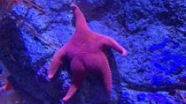 los mejores memes desde las profundidades: la expedicion cientifica en mar del plata se volvio viral en redes