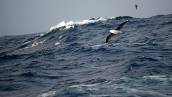alerta de tsunami en chile: los horarios en que llegarian los fuertes oleajes alerta de tsunami en chile: los horarios en que llegarian los fuertes oleajes