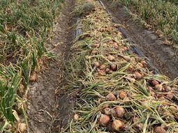 La superficie que se cultiva en Río Negro es de más de 7.000 hectáreas. La superficie que se cultiva en Río Negro es de más de 7.000 hectáreas.