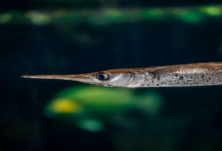 El pez aguja tiene dientes afilados en forma de sierra. El pez aguja tiene dientes afilados en forma de sierra.