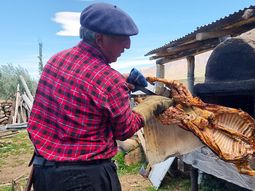 directo de neuquen: el chivito de la patagonia llega a supermercados de todo el pais directo de neuquen: el chivito de la patagonia llega a supermercados de todo el pais
