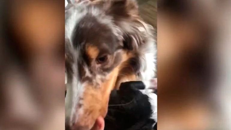 Esta tierna perrita no deja de sumar reproducciones en YouTube