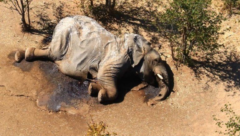 Inexplicable muerte de 350 elefantes en África