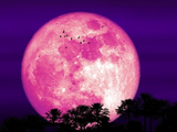 Se viene la Luna llena Rosa: cuándo se podrá ver y cuál es el origen de su nombre