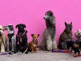 Las 6 razas de perros que viven más años: tienen una expectativa de vida superior al resto