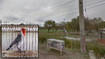 incautan loros y cardenales durante un allanamiento cerca del anai mapu incautan loros y cardenales durante un allanamiento cerca del anai mapu